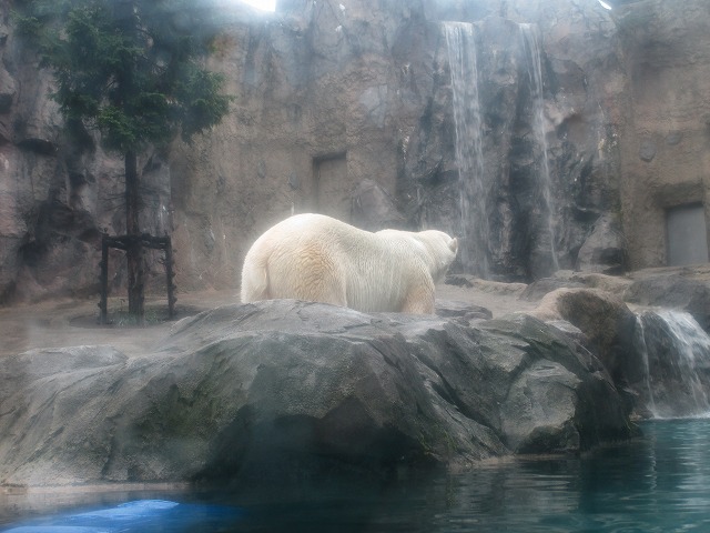 旭川市旭山動物園