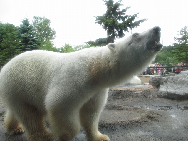 旭川市旭山動物園