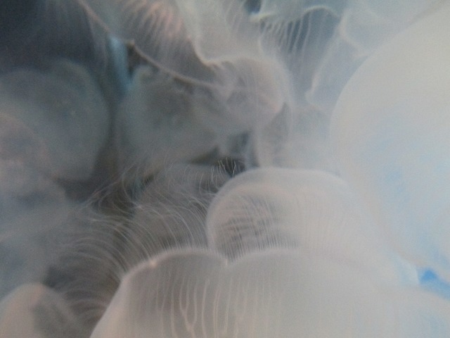 アクアワールド茨城県大洗水族館