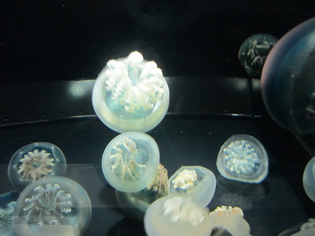 アクアワールド茨城県大洗水族館