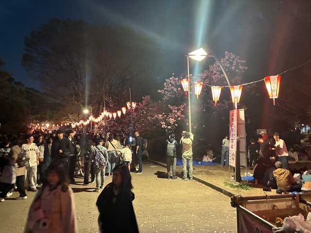 上野公園の夜桜