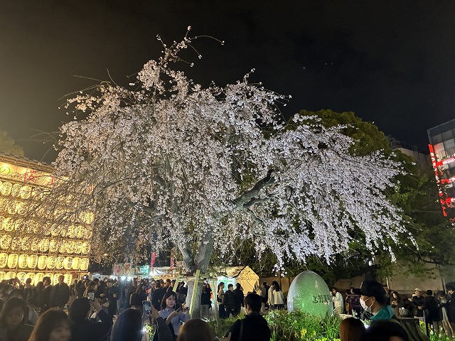 上野公園の夜桜