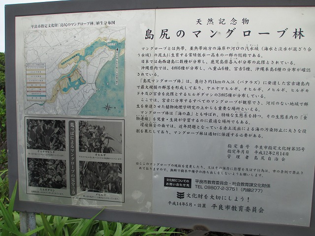 島尻のマングローブ林