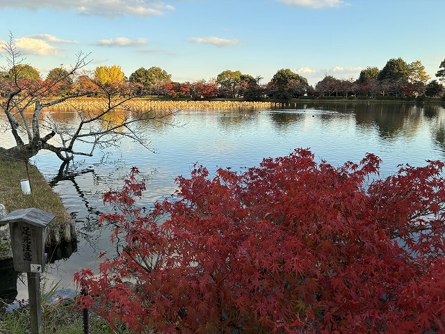 大沢池は日本最古の庭池