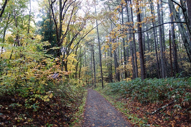 戸隠神社 火之御子社