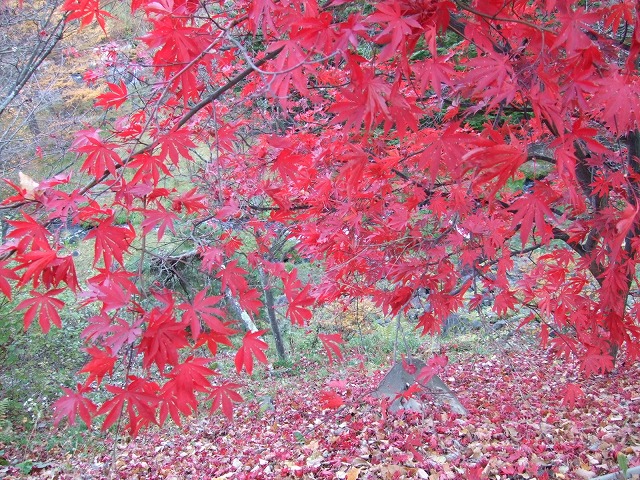 蓼科グランドホテル滝の湯