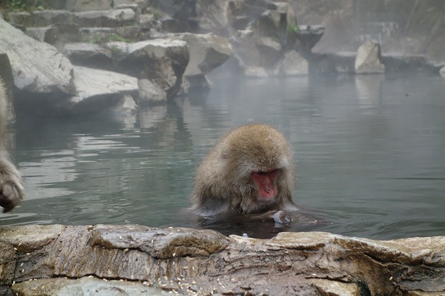 地獄谷野猿公苑